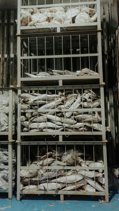 Peixe congelado empilhado em contentores metálicos numa câmara de frio