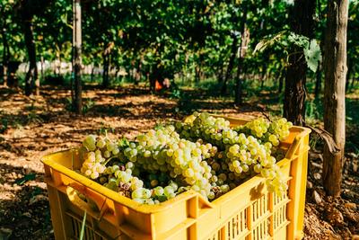 Caixa de plástico amarela cheia de uvas brancas acabadas de apanhar, numa vinha