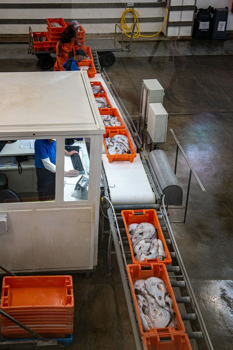Caixas de peixe a passar num tapete de uma unidade de transformação alimentar